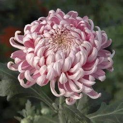 过年摆什么花好（2022年过年摆花禁忌，这些花千万别摆）