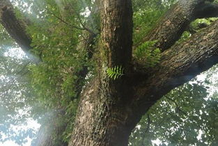 房子门口有树会影响风水吗（风水学中树木的影响，如何化解门口树木的不利影响）
