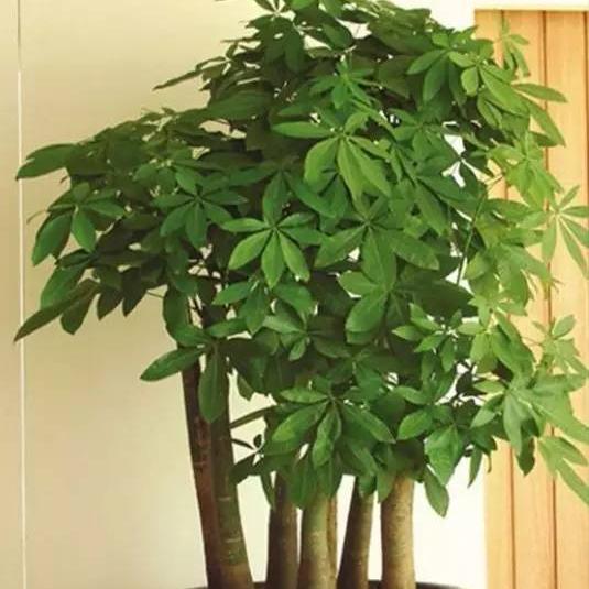 十大招财植物(风水中最招财的植物有哪些)