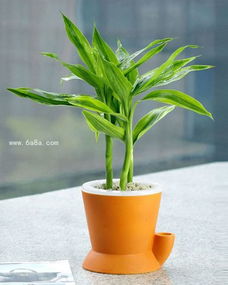 养富贵竹的好处和注意事项（让你知道养富贵竹的秘密避免犯错）