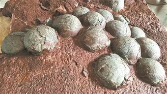 河源一工地挖出数百枚恐龙蛋化石 专家 不,是结核石