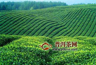 茅山青峰茶价格多少钱一斤