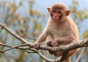 学之先生风水命理 68年猴人的运程及子女健康状况 