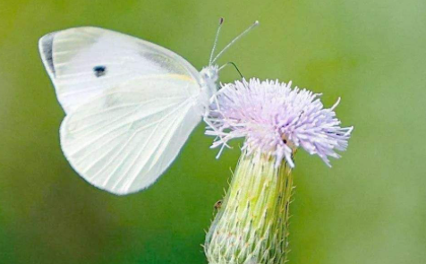 梦见白蝴蝶在面前飞什么意思？梦见白蝴蝶飞进家是什么预兆？