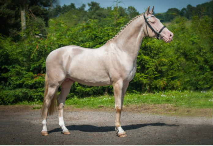 如何备孕! 属马的今年有多少岁了 "惺惺相惜"-第1张图片-融科博客