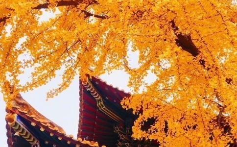 树在佛教中有何特殊意义？