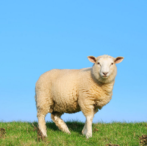生肖羊是哪几年 生肖羊是什么命
