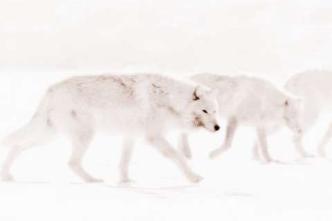 一群白狼