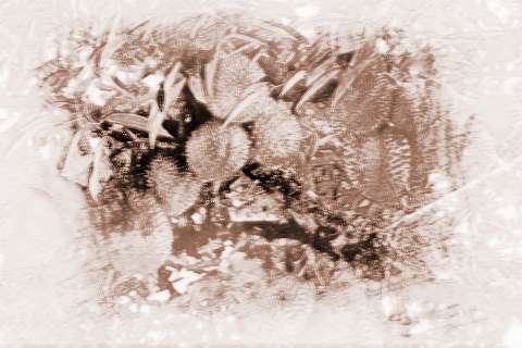 种植榴莲树