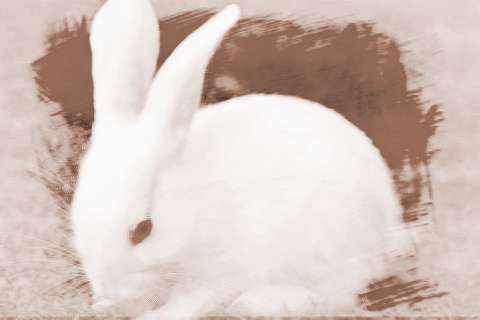 白兔长发