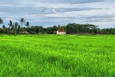梦见绿色的稻田